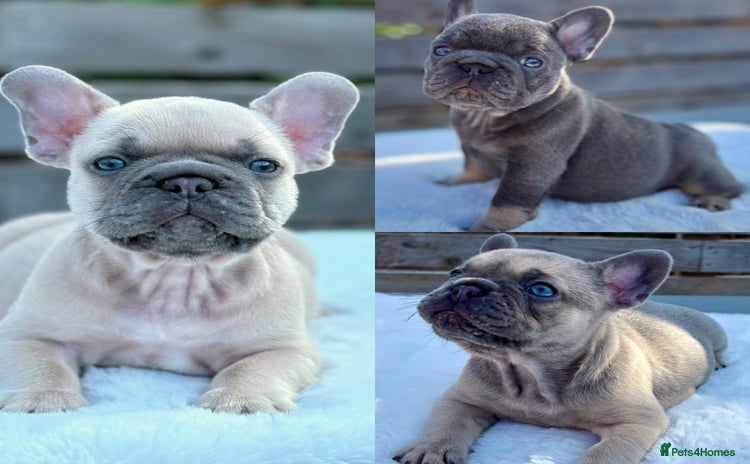 French Bulldog dogs - Advert 8