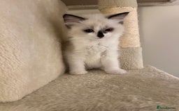Ragdoll cats for sale: Pure Ragdoll kittens for sale london  - Image 3