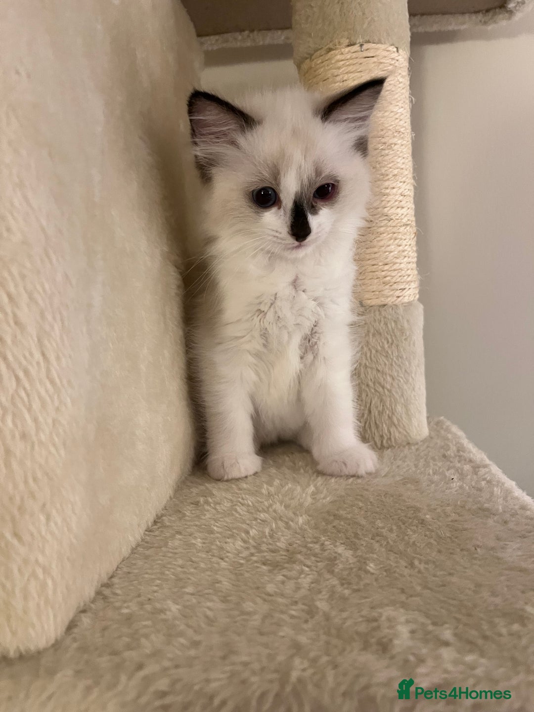Ragdoll cats for sale: Pure Ragdoll kittens for sale london  - Image 3