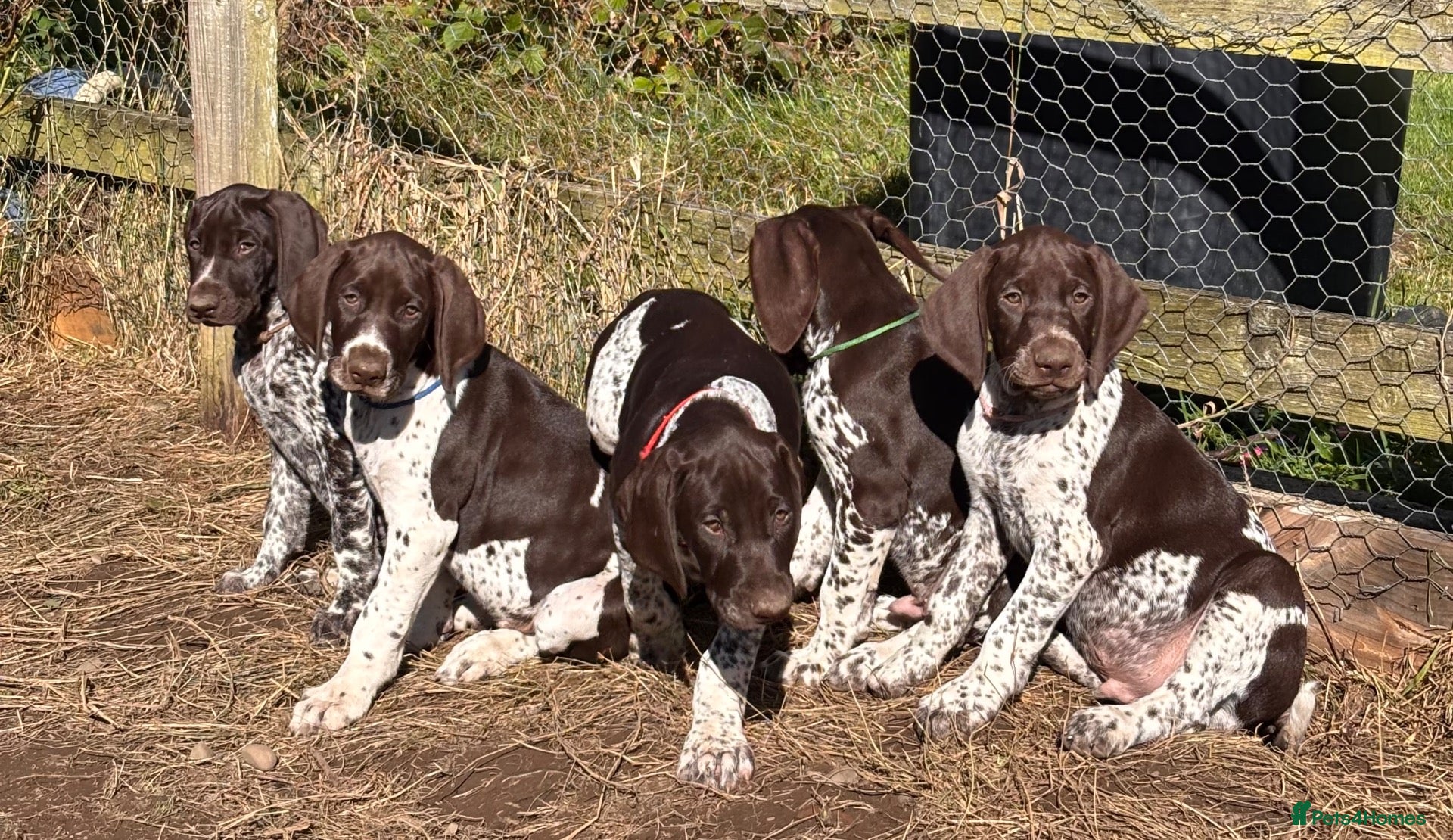 German Shorthaired Pointer dogs Healthy,Happy KC Registered GSP pups.  - Advert 1