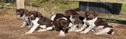 German Shorthaired Pointer dogs for sale: Healthy,Happy KC Registered GSP pups.  - Advert 6