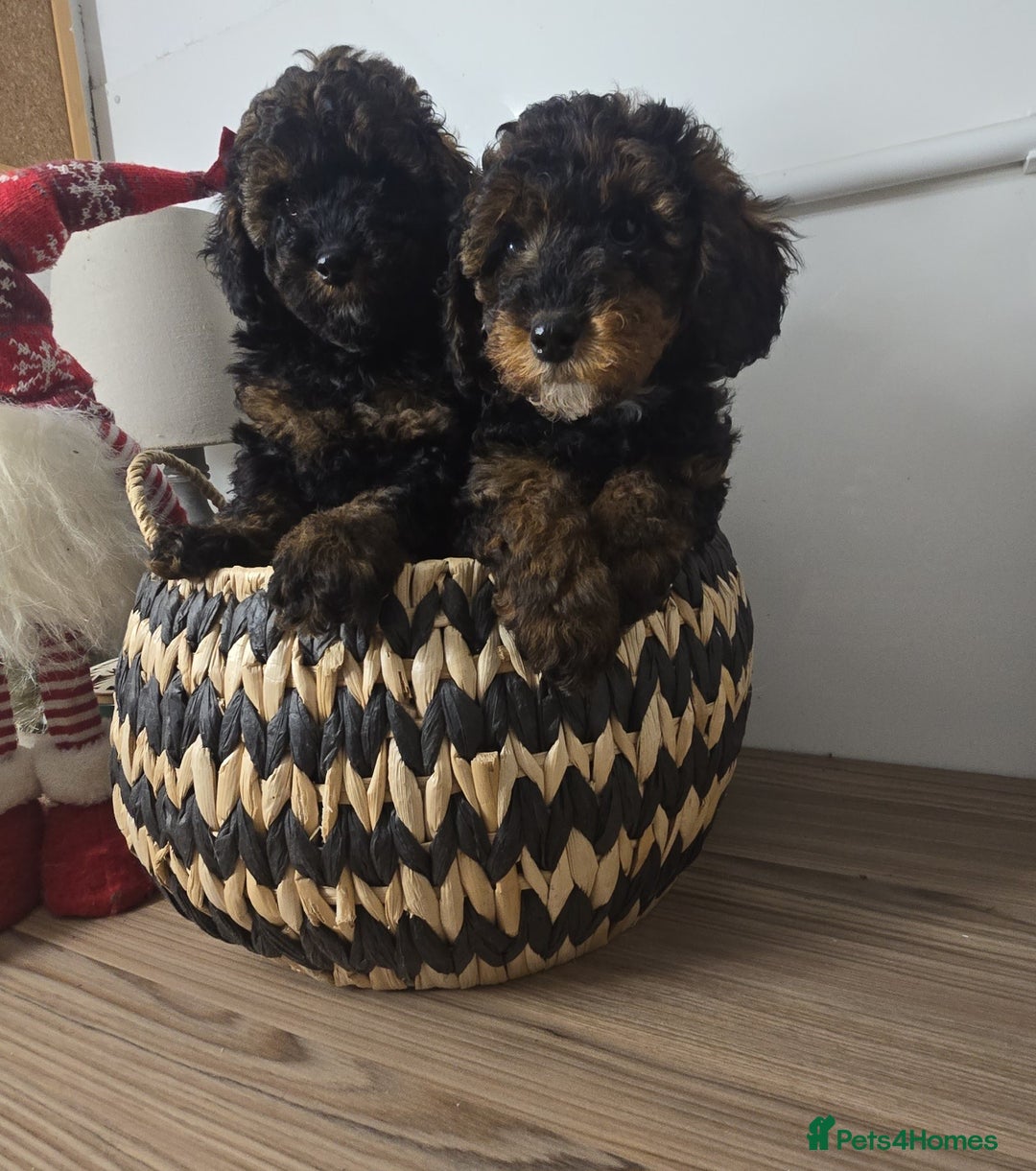 Toy Poodle dogs for sale: Toy Sized Poodles - Ready now - Advert 18