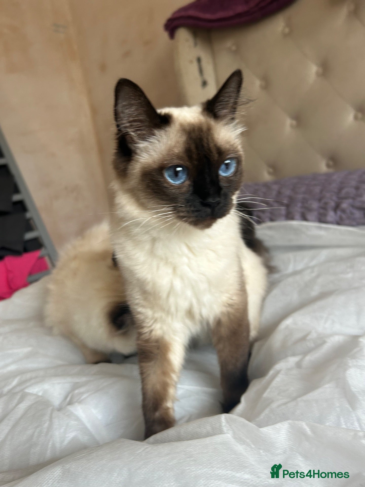 Ragdoll cats 😸🐾Pure Ragdoll kitties😸🐾 2 male & 1 female🐾😸 - Advert 3