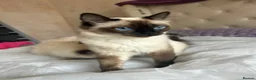 Ragdoll cats for sale: 😸🐾Pure Ragdoll kitties😸🐾 2 male & 1 female🐾😸 - Advert 1