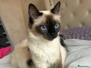 Ragdoll cats 😸🐾Pure Ragdoll kitties😸🐾 2 male & 1 female🐾😸 - Advert 3