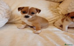 Jack Russell dogs for sale: Miniature Jack Russell puppies  - Image 4