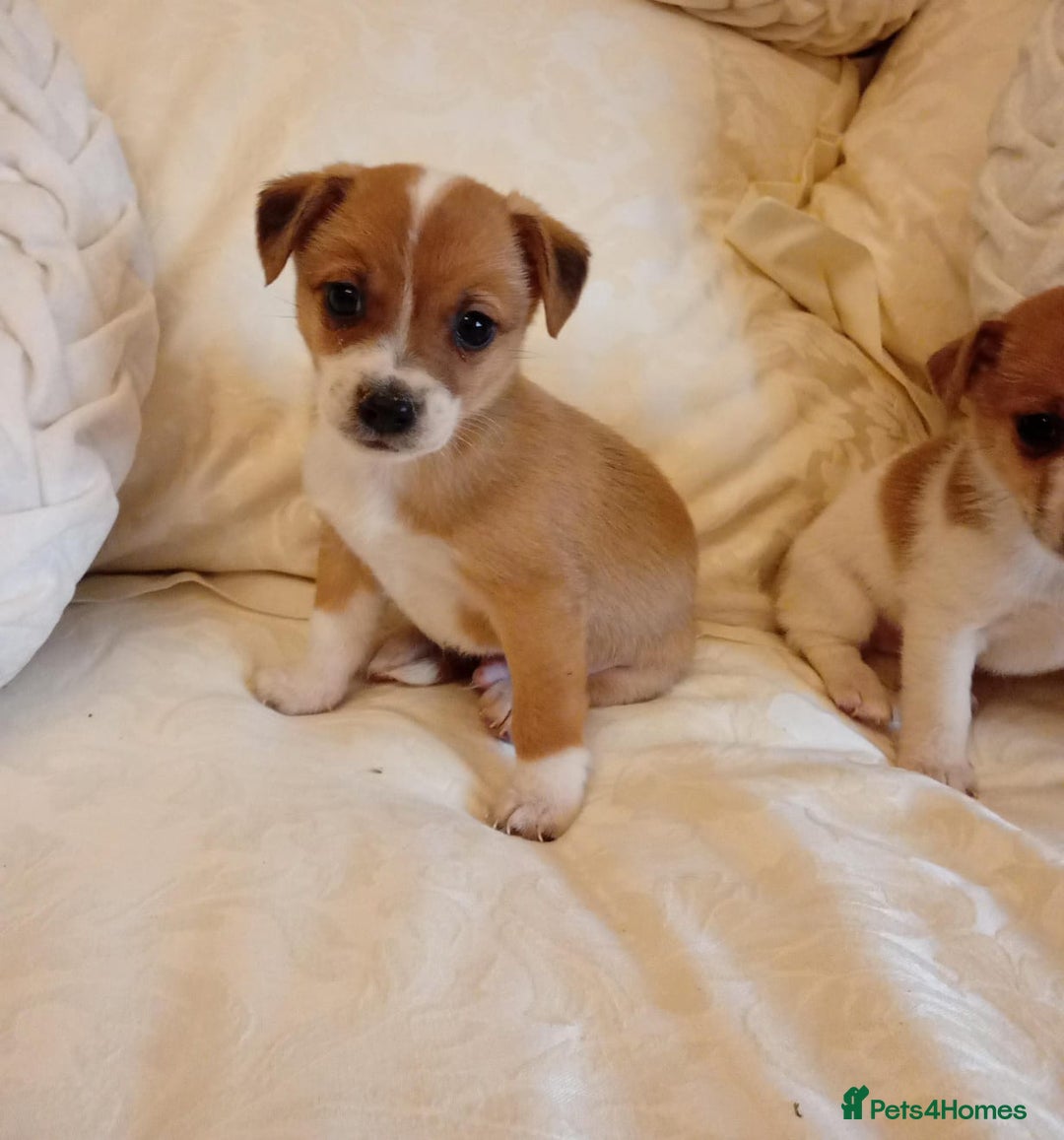 Jack Russell dogs for sale: Miniature Jack Russell puppies  - Image 4