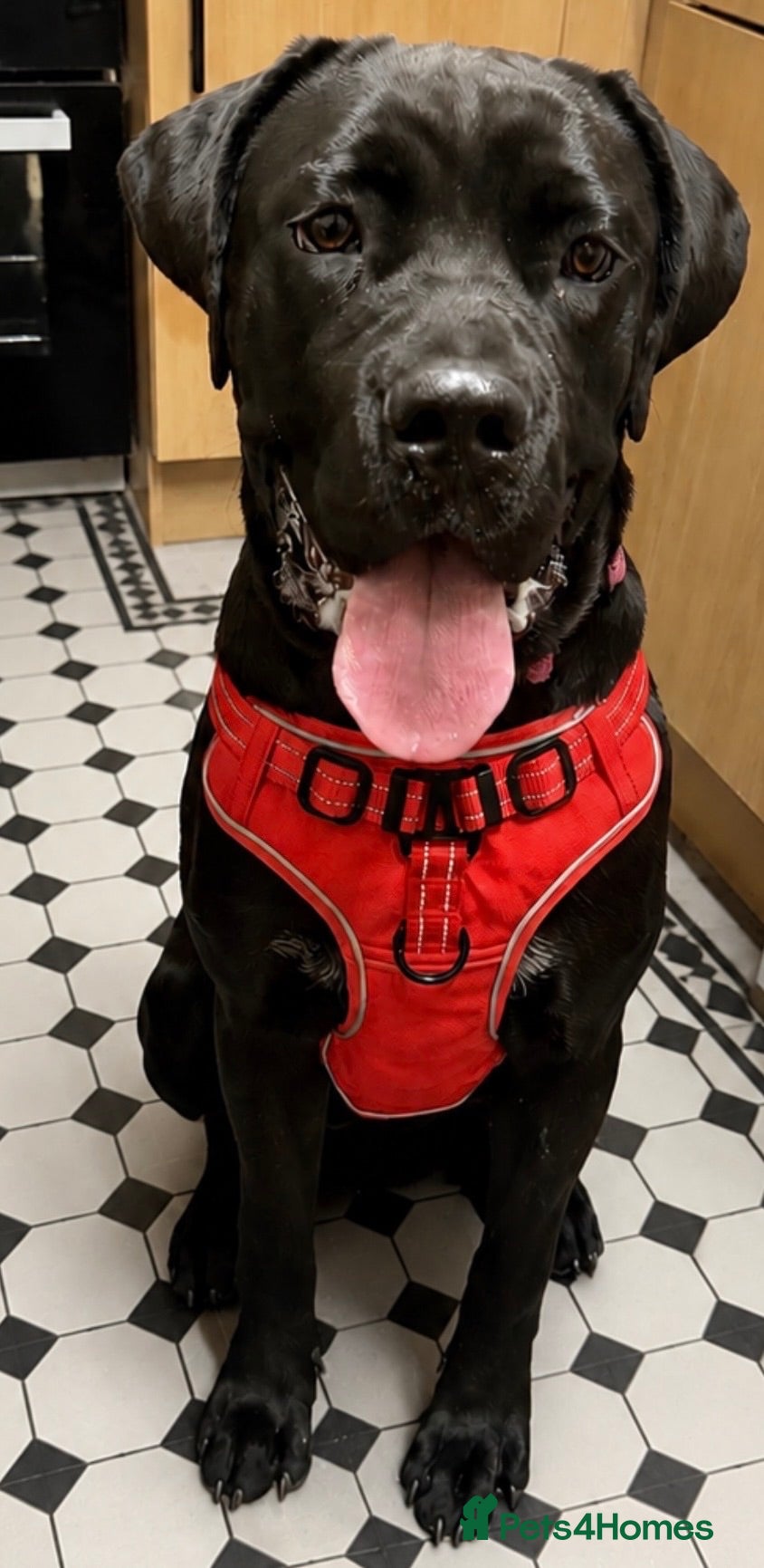 Cane Corso dogs Cane corso puppy  - Advert 1