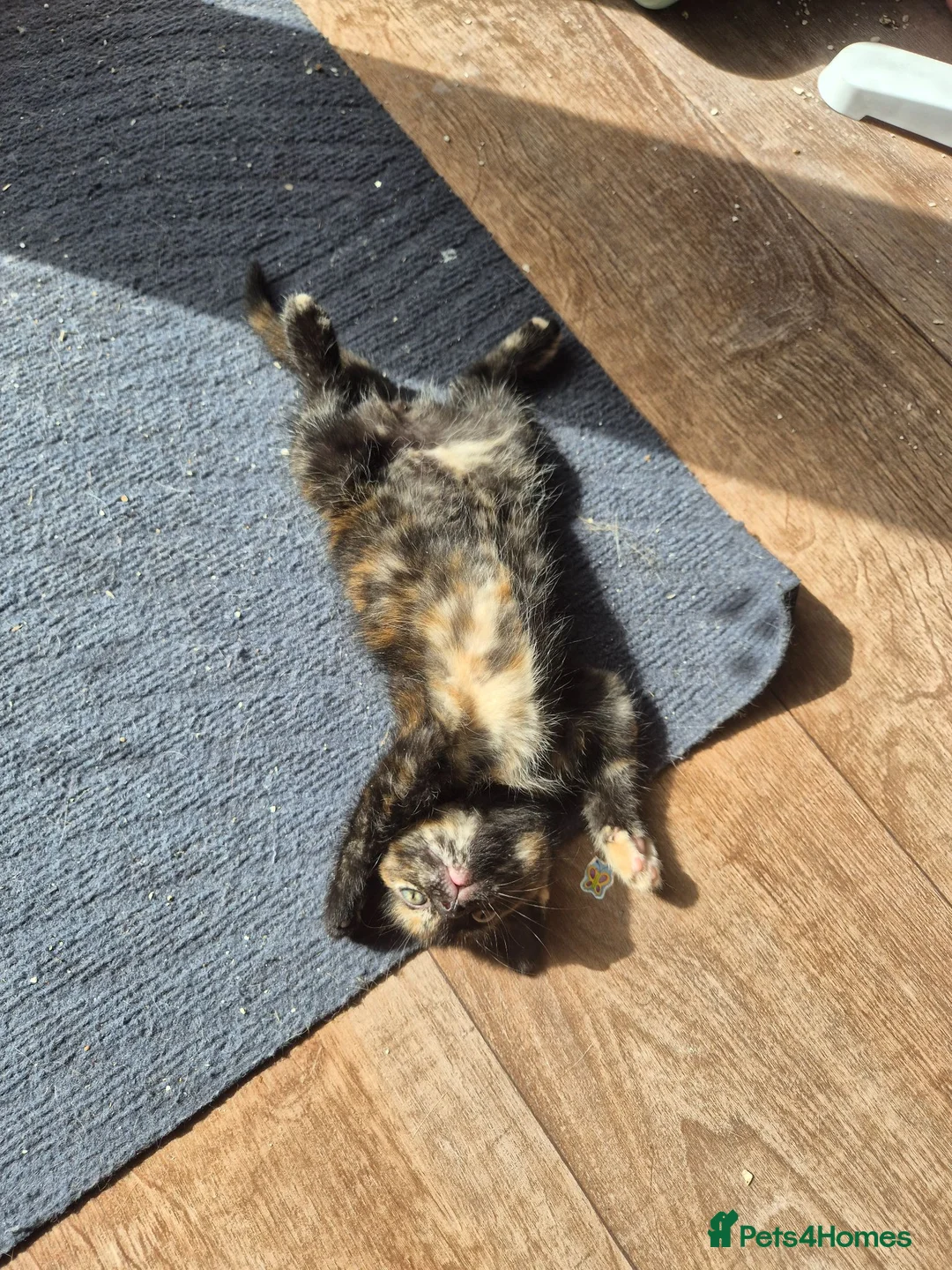 Mixed Breed cats for sale: 6 enjoyable kittens looking for forever home - Advert 2