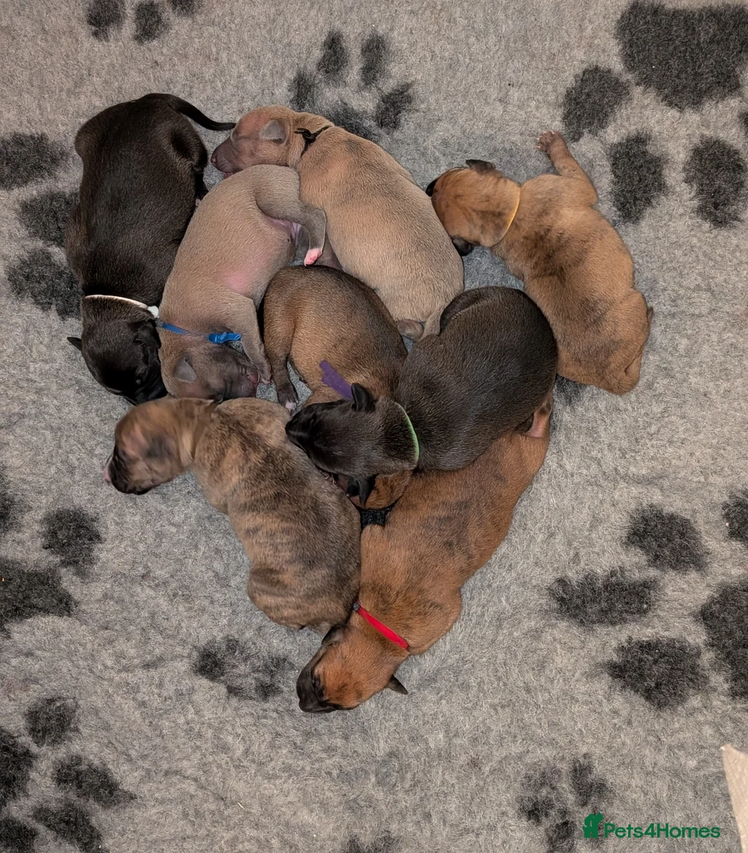 Mixed Breed dogs for sale: 8 Whippet x Italian Greyhound Wiggy Puppies - Advert 1
