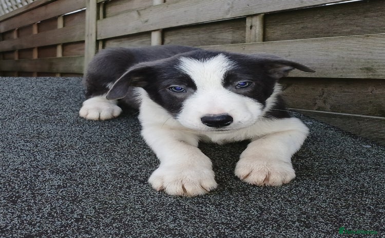 Border Collie dogs - Advert 1
