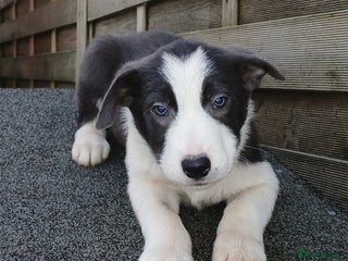 Border Collie dogs - Advert 12