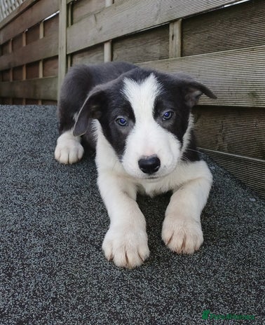 Border Collie dogs - Advert 2