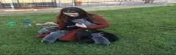 Staffordshire Bull Terrier dogs for sale: Amazing Playful Staffordshire Bull Terrier Pups  in Reading - Advert 11