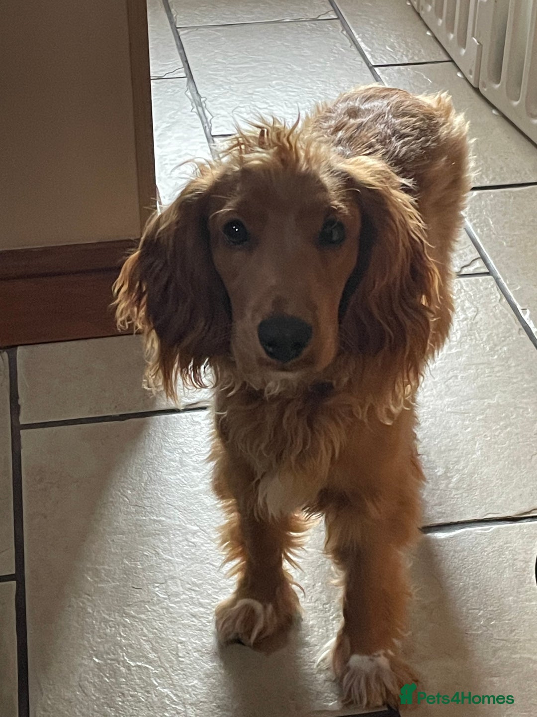 Mixed Breed dogs for sale: Cooper - Image 3