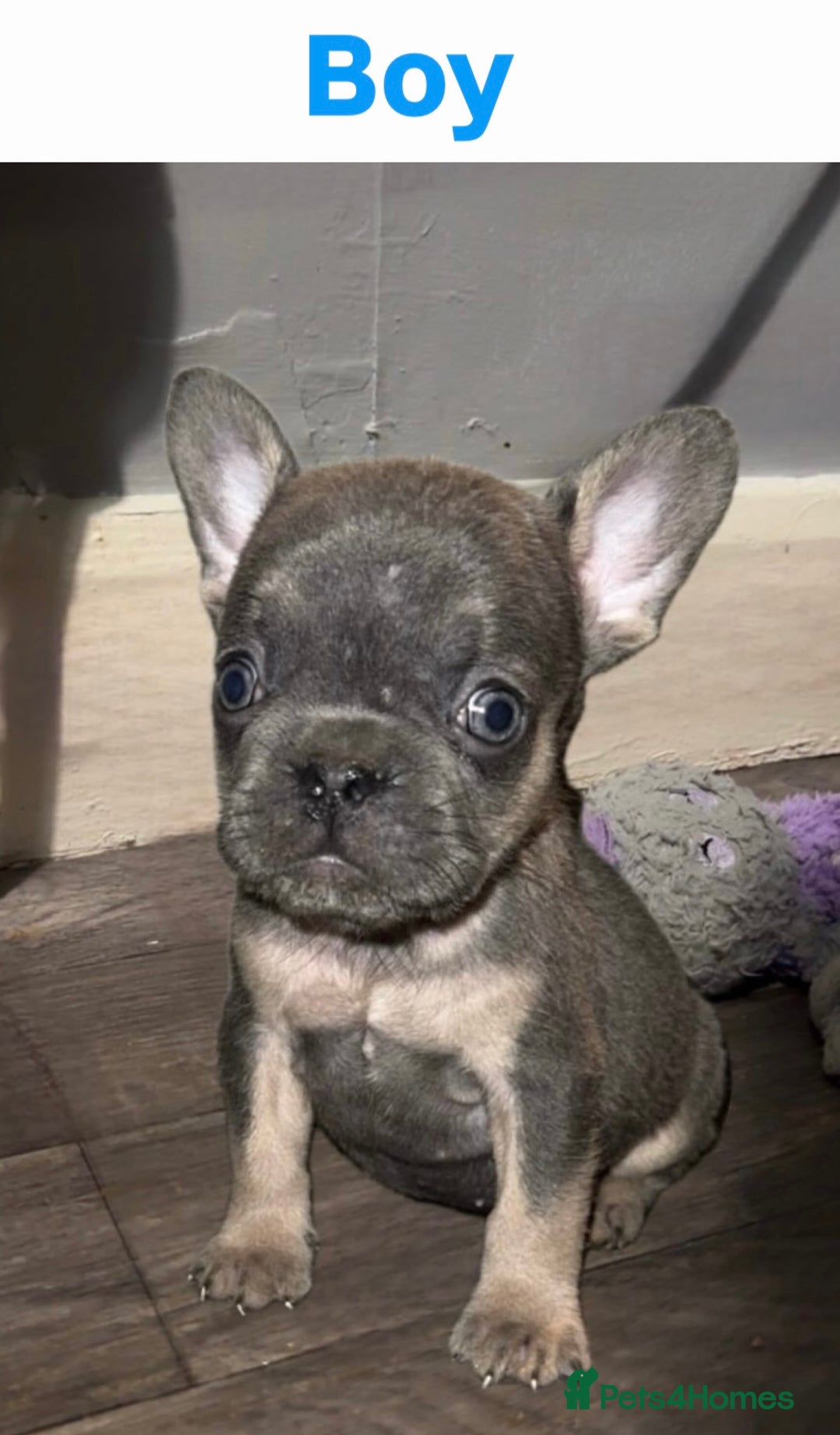 French Bulldog dogs for sale: French Bulldog puppies - Advert 5