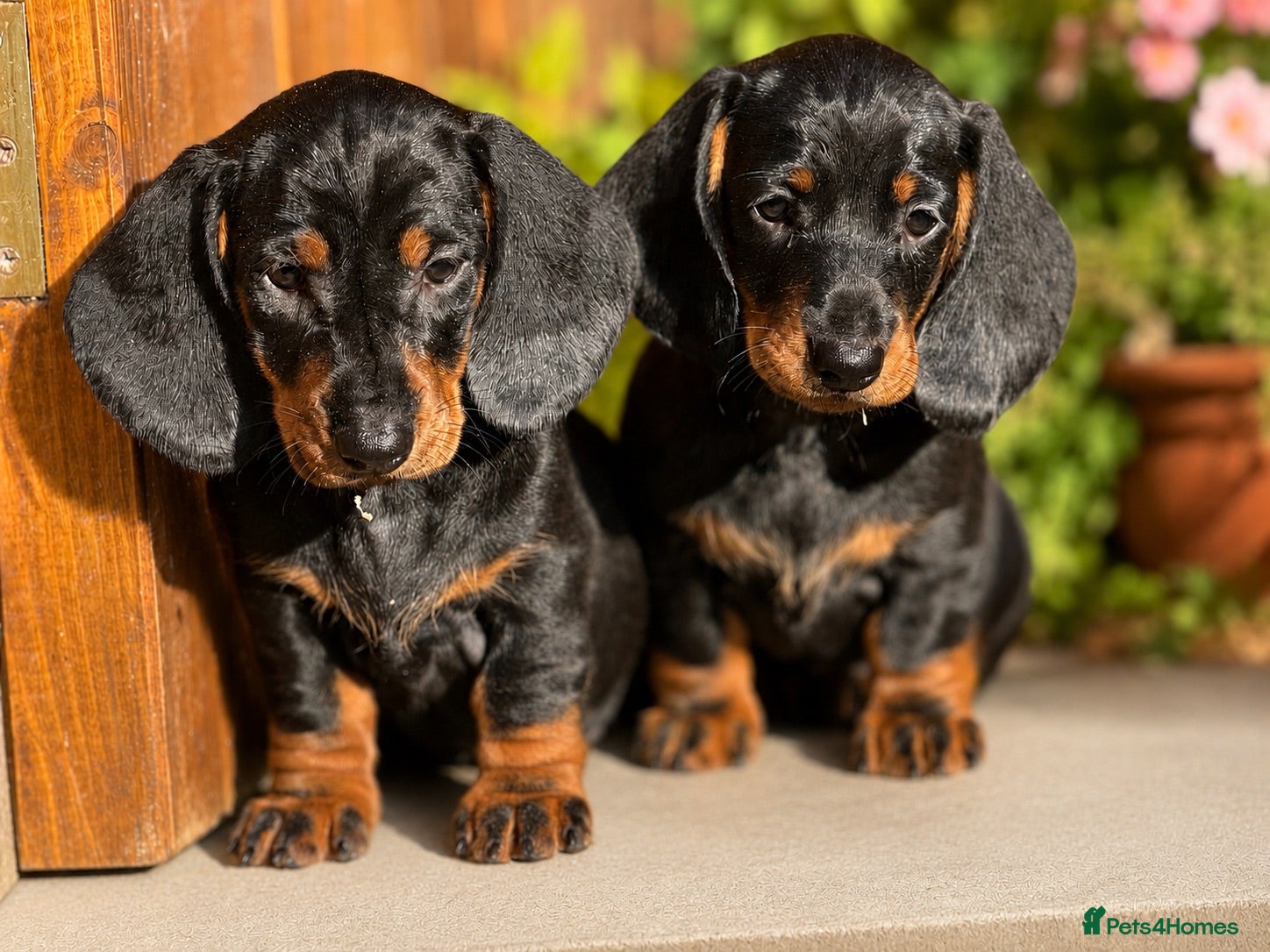 Dachshund dogs Beautiful KC reg, standard dachshund puppies  - Advert 1