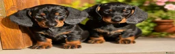 Dachshund dogs for sale: Beautiful KC reg, standard dachshund puppies  - Advert 1