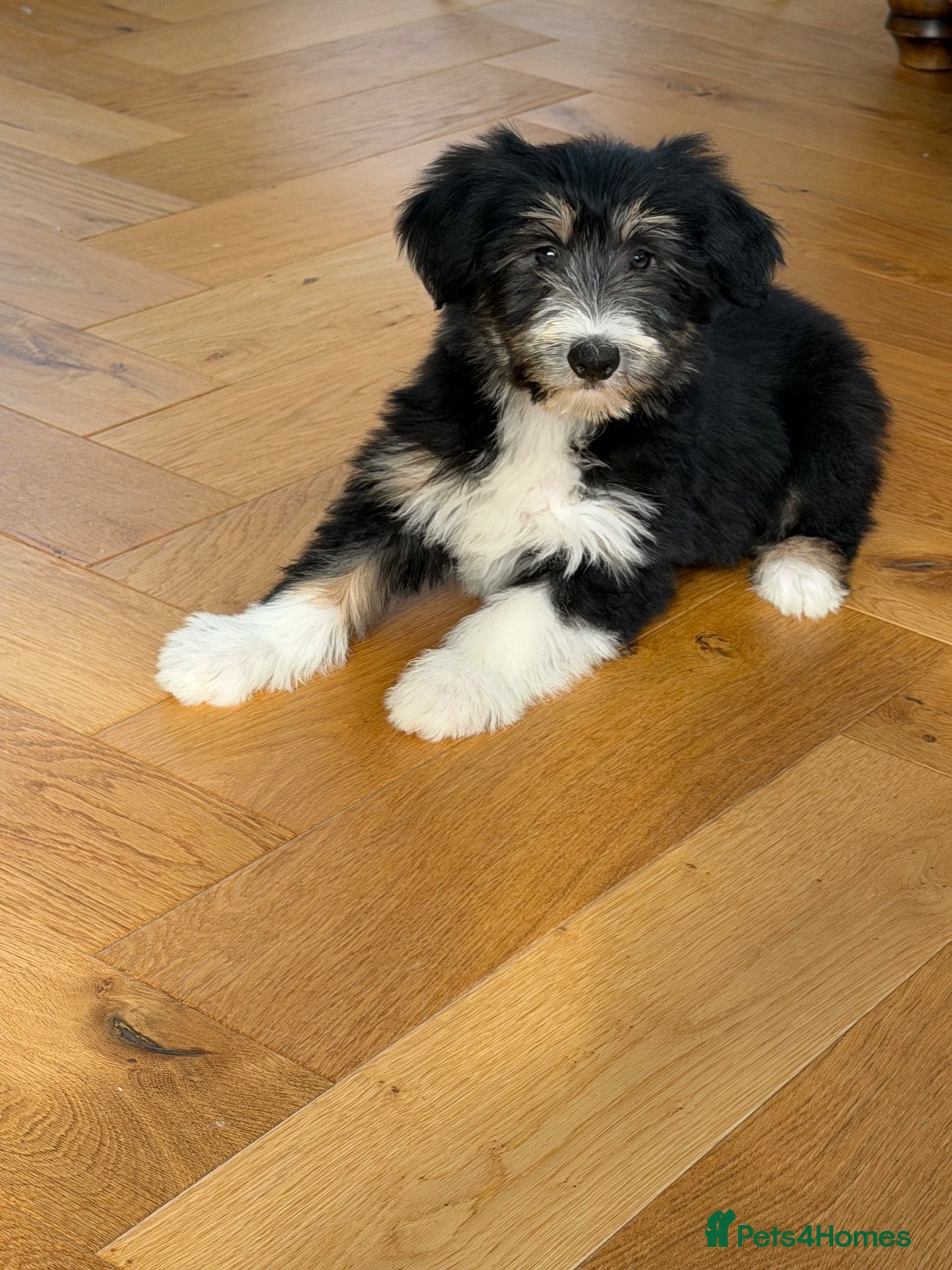 Bearded Collie dogs Beautiful Bearded Collie Puppies  - Advert 1