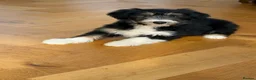 Bearded Collie dogs for sale: Beautiful Bearded Collie Puppies  - Advert 6