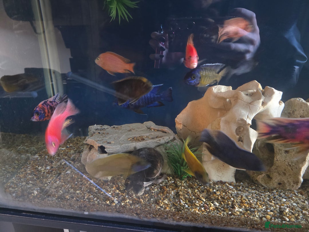 Cichlids fish for sale: African cichlids PLEASE READ DESCRIPTION - Advert 5