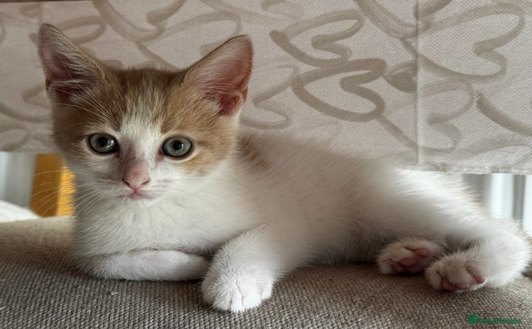 Mixed Breed cats - Advert 16