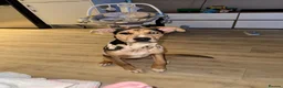 Mixed Breed dogs for sale: Beautiful German shepherd x cane corso  - Advert 5