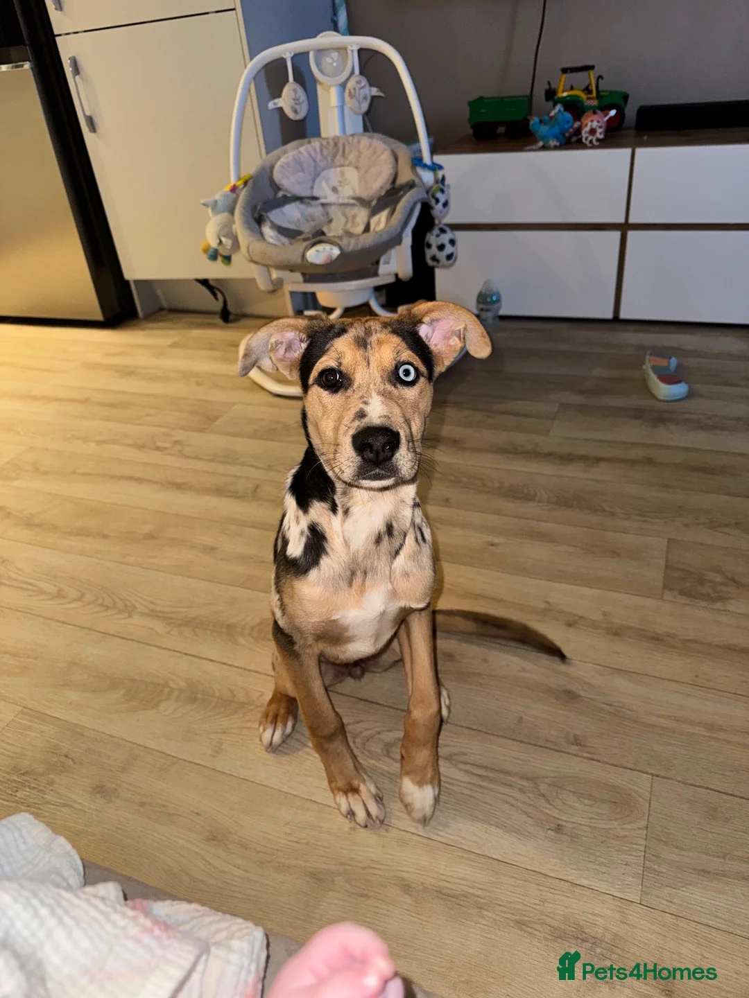 Mixed Breed dogs for sale: Beautiful German shepherd x cane corso  - Advert 5