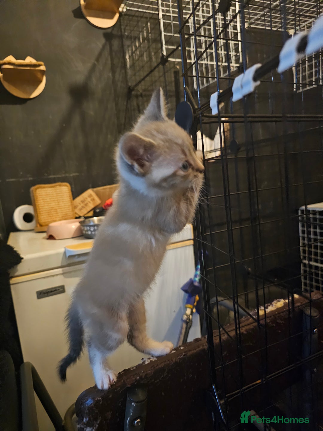 Mixed Breed cats for sale: Adorable kittens for sale - Advert 38