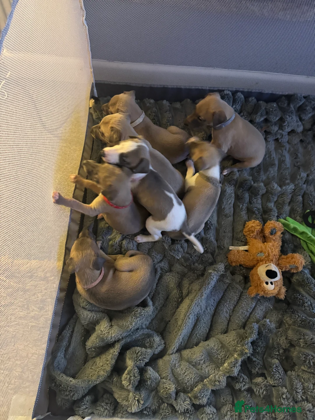Whippet dogs for sale: KC Reg Rare Blue/Fawn whippets - Advert 5