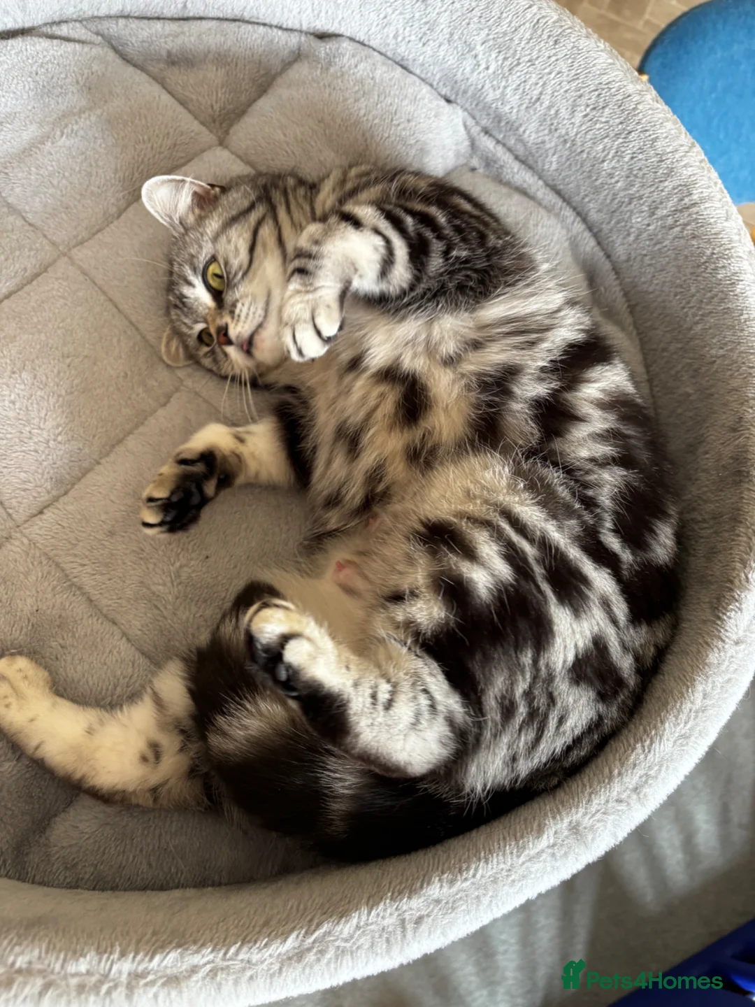 British Shorthair cats for sale: • Retired Pedigree Silver Tabby BSH Queen • - Advert 11