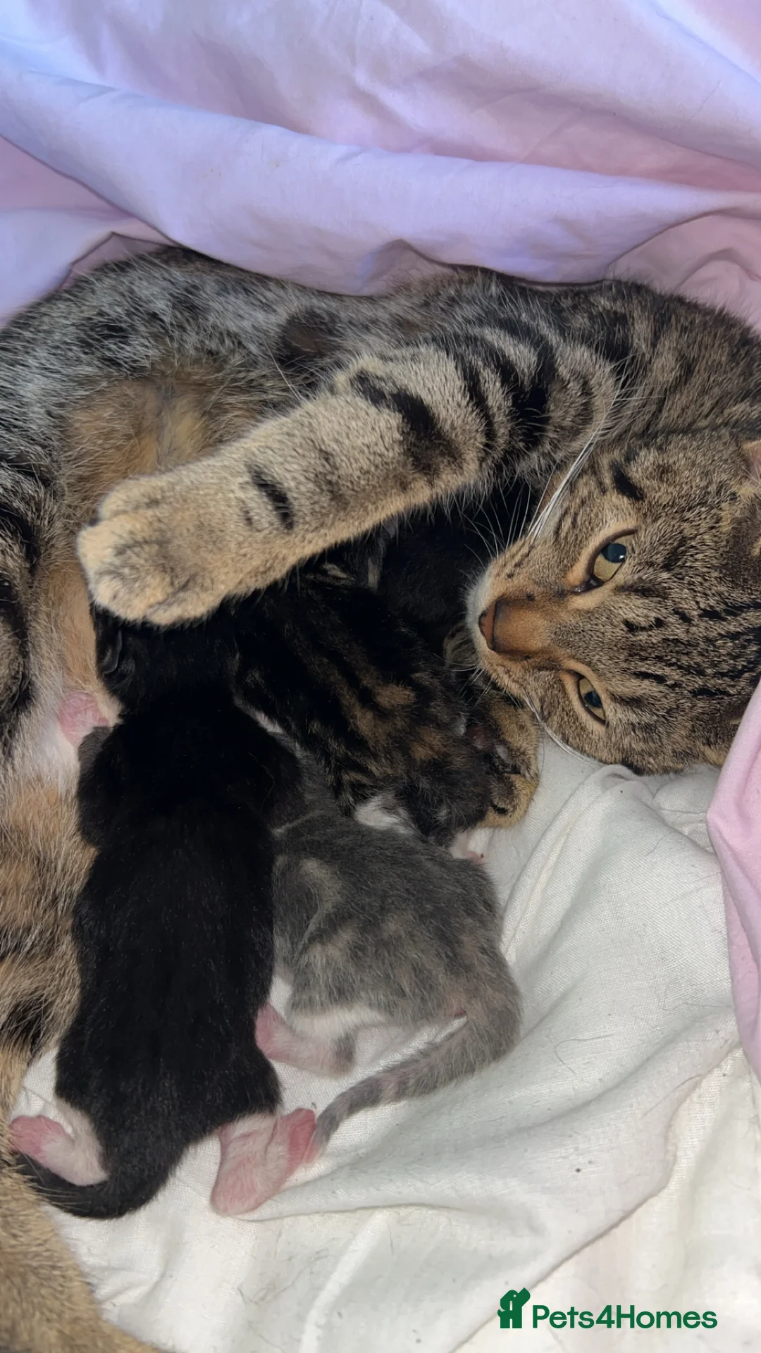 Domestic Shorthair cats for sale: Adorable tabby kittens for sale  in Birmingham - Advert 2