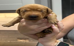 Labrador Retriever dogs for sale: 10 Beautiful Fox Red Labrador Puppies - Image 10