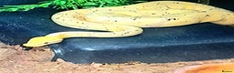 Python Snake reptiles for sale: 2 female royal pythons  - Advert 4