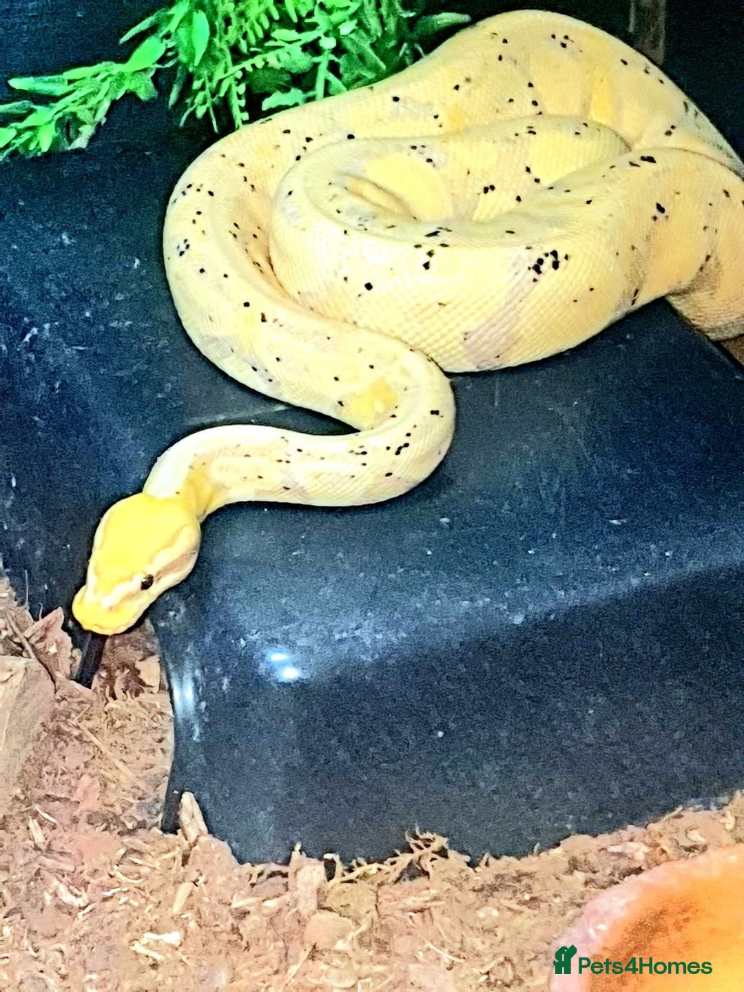 Python Snake reptiles for sale: 2 female royal pythons  - Advert 4