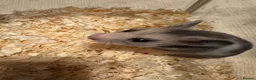 Hamster rodents for sale: Baby Syrian hamsters  - Advert 8