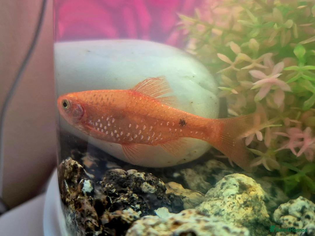 Other/Mixed Breed fish for sale: 6 Cold Water Fish Need New Home - Advert 2