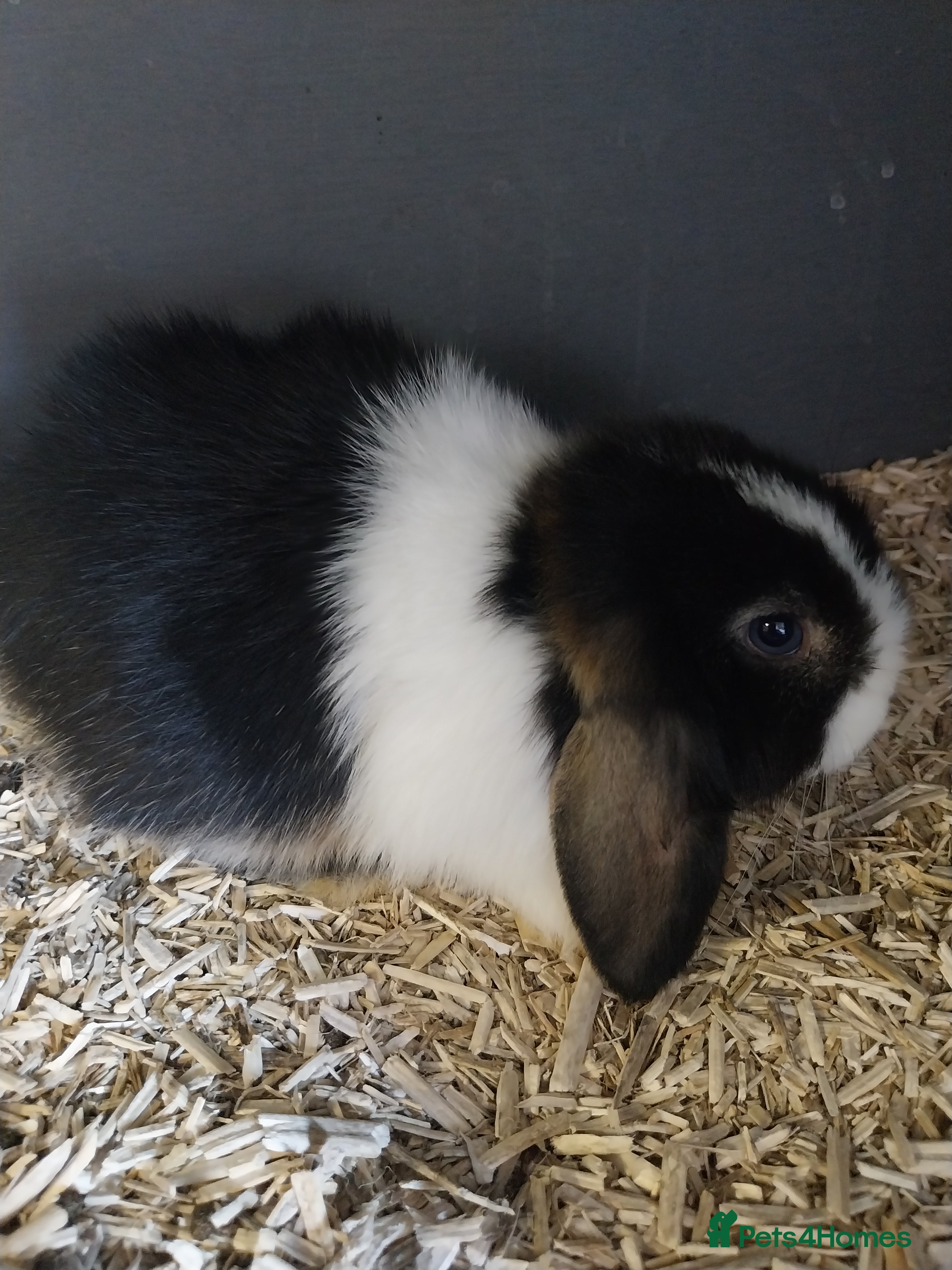 Mini Lion Lop rabbits Various mini lop rabbits  - Advert 2