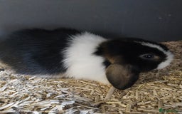 Mini Lion Lop rabbits for sale: Various mini lop rabbits  - Image 1