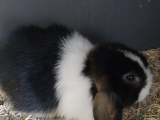 Mini Lion Lop rabbits - Advert 3