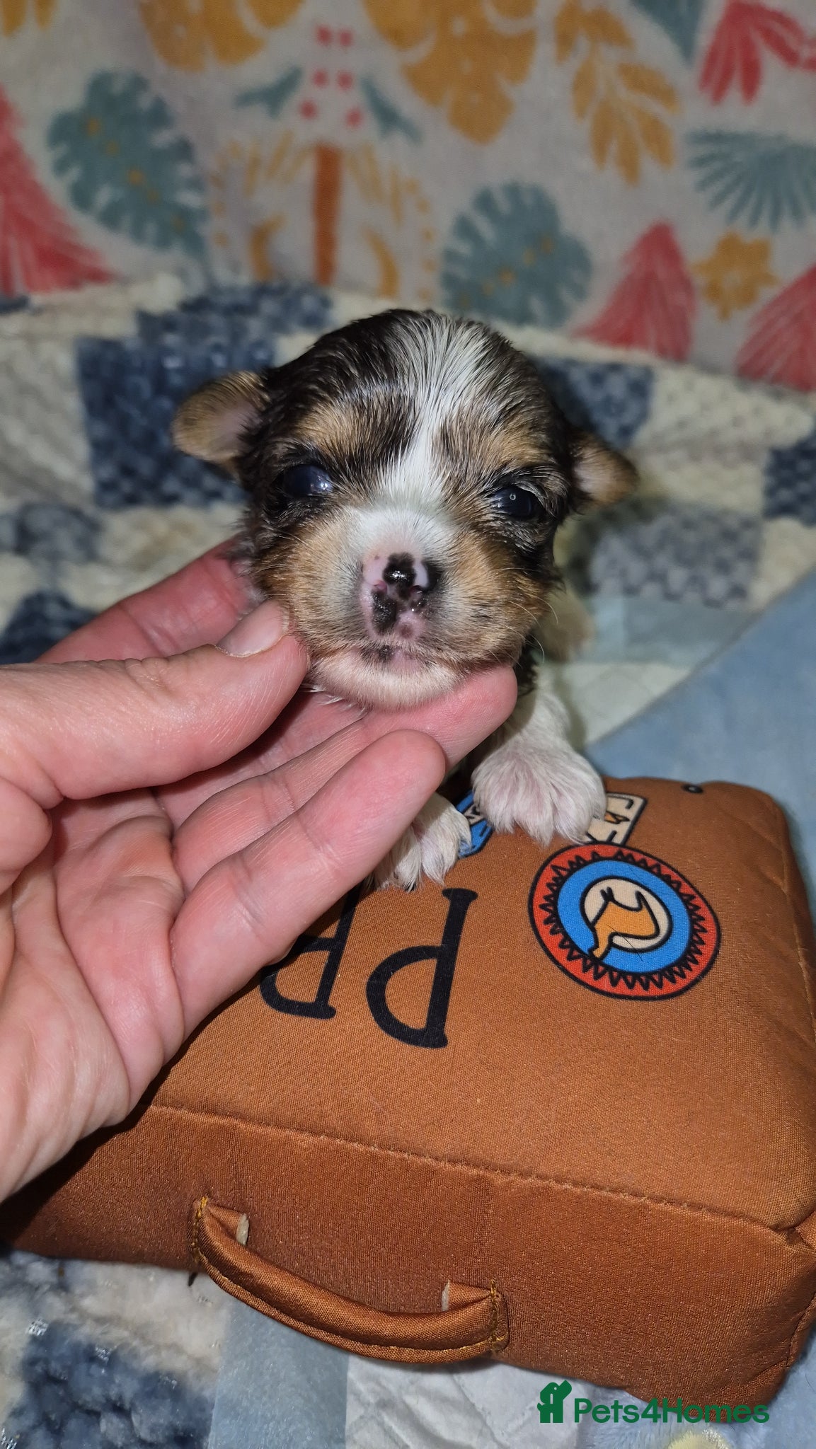 Yorkshire Terrier dogs Blueberry Yorkshire Terrier male puppies  - Advert 4
