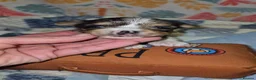 Yorkshire Terrier dogs for sale: Reduced last boy blueberry Yorkshire Terrier  - Advert 23