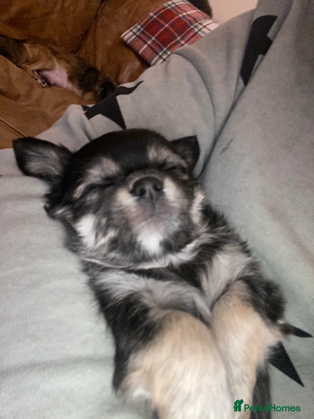 Chihuahua dogs for sale: Black and Tan girl - Advert 10