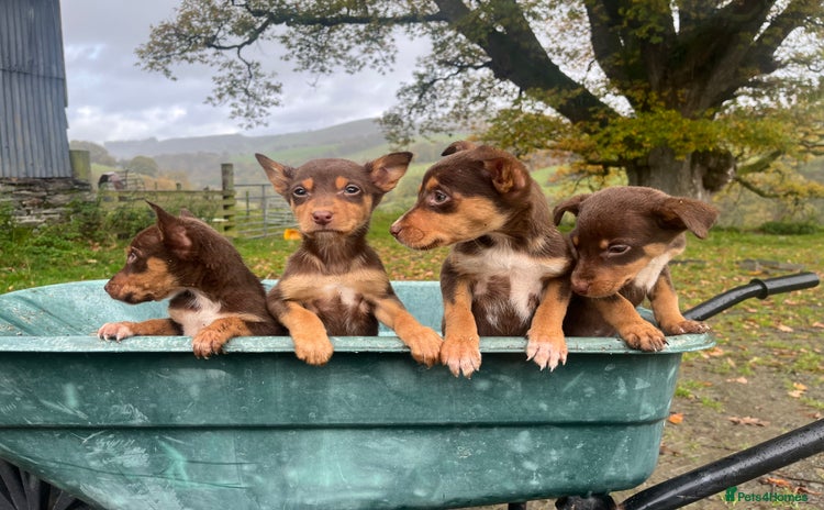 Australian Kelpie dogs - Advert 1