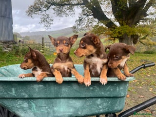 Australian Kelpie dogs - Advert 31