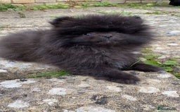 Pomeranian dogs for sale: Beautiful boy Pomeranian puppy 💙 - Image 5