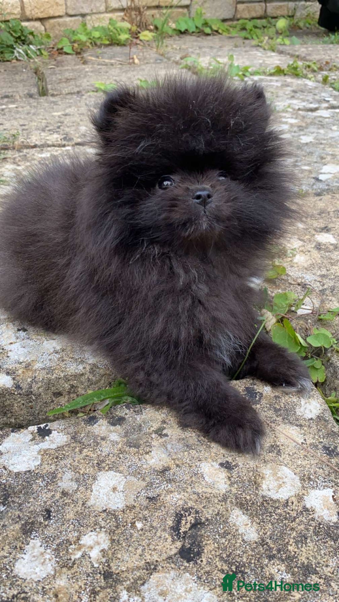 Pomeranian dogs for sale: Beautiful boy Pomeranian puppy 💙 - Image 5