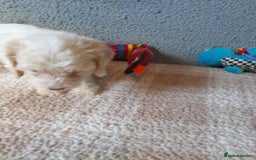 Sproodle dogs for sale: Gorgeous Sproodle Pups. - Image 6