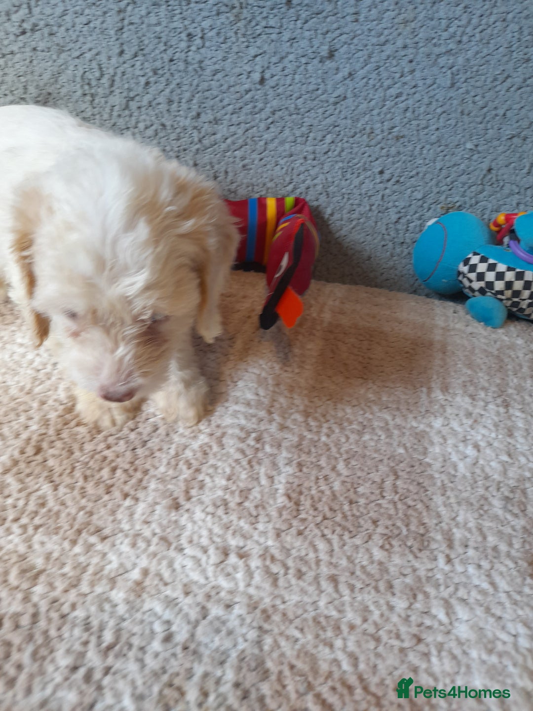 Sproodle dogs for sale: Gorgeous Sproodle Pups. - Image 6