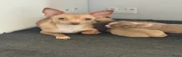 Chihuahua dogs for sale: Chihuahua puppies - Advert 10